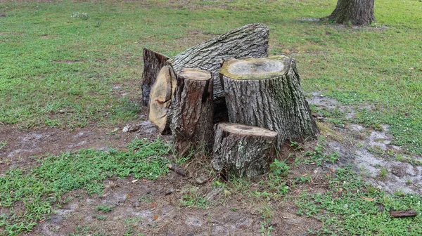 Closeup Shot Tree Stumps Field — Stock Photo, Image