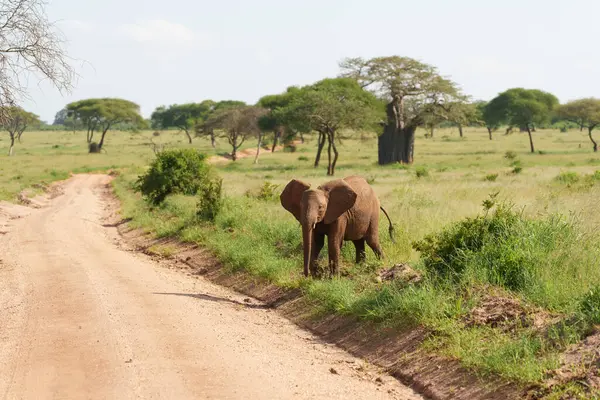 タンザニアのセレンゲティでアフリカのブッシュゾウのクローズアップ — ストック写真
