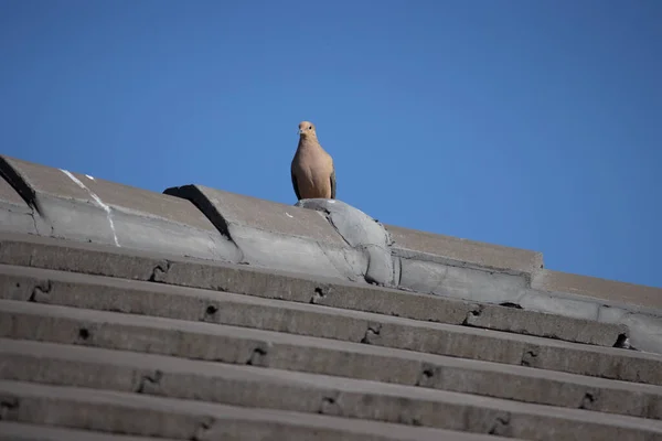 Egy Aranyos Galamb Tetőn — Stock Fotó