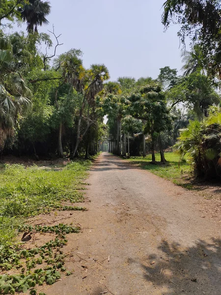 Colpo Verticale Sentiero Nel Giardino Botanico Kolkata Una Giornata Sole — Foto Stock