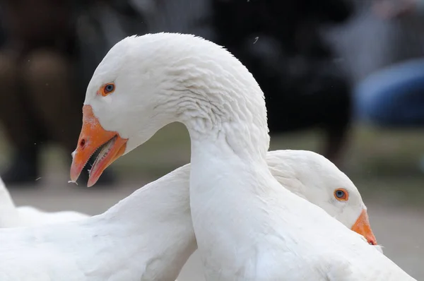 Closeup Shot Two White Geese Orange Beaks — Stock Photo, Image