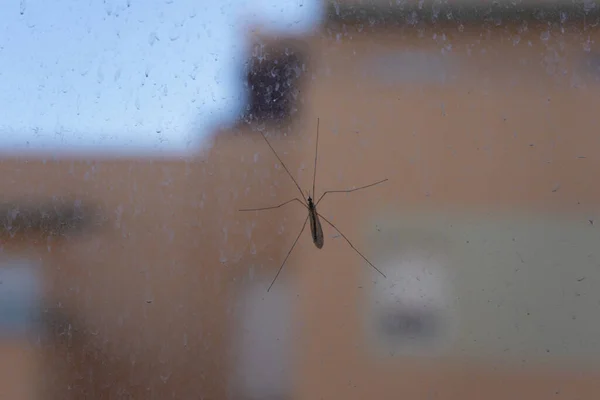 Gros Plan Moustique Suceur Sang Debout Sur Une Fenêtre Sale — Photo