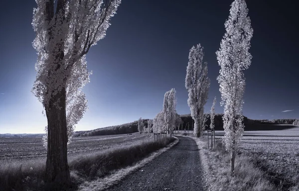 雲のある空の下の雪の木の風景 — ストック写真