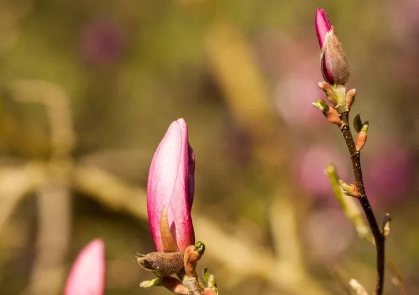 美丽的粉红色木兰花芽的浅浅的焦点 — 图库照片