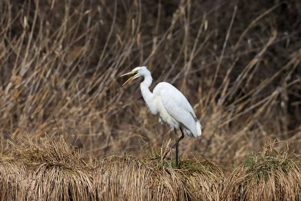 Närbild Stor Egret Som Står Ett Torrt Gräs — Stockfoto