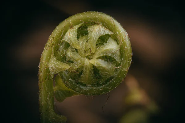 Detailní Záběr Textury Zeleného Kapradí Rozmazaném Pozadí — Stock fotografie