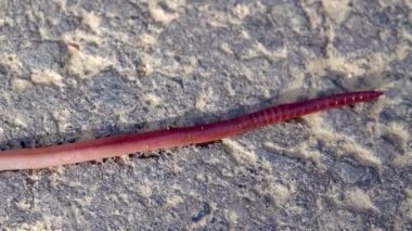Kumlu toprağa giren uzun pembe bir solucanın HD görüntüsü.