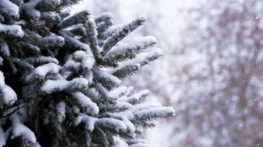 Ön planda karlı bir köknar ağacıyla dans eden kar taneleri.