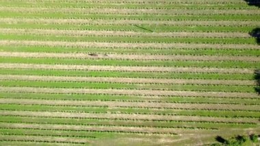 Çalışan bir atın makinesiz üzüm bağını çekmesi, Fransa 'da şarabın bioprodüksiyonu.