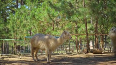 Hayvanat bahçesinde otlayan sevimli beyaz bir alpaka (Lama pacos) görüntüsü
