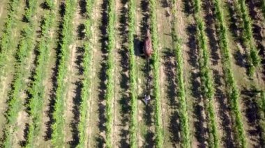 Çalışan bir atın makinesiz üzüm bağını çekmesi, Fransa 'da şarabın bioprodüksiyonu.