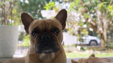 Bulanık bir arka planda sevimli üzgün bir köpeğe yakın plan.