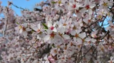 Çiçek açan kiraz ağacının dalları