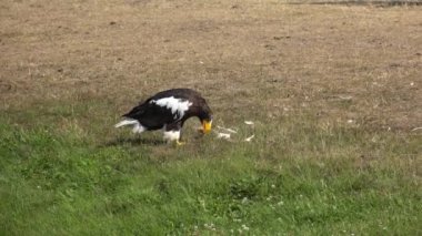 Riesenseeadler Haliaeetus Pelagicus frisst in Zeitlupe
