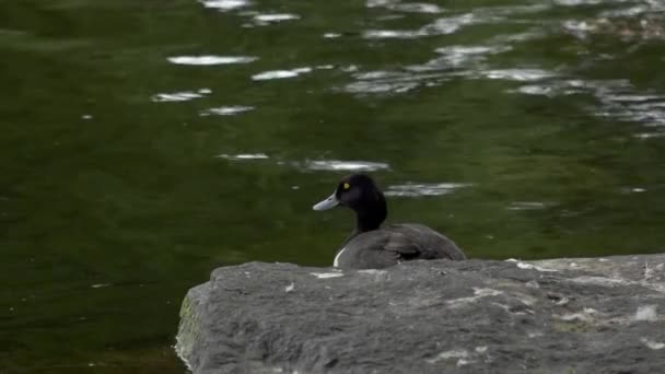 Reiherente Sitzt Ufer Stavanger — Video