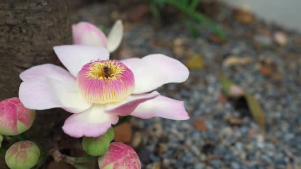 Die Bienen Sammeln Pollen Einer Gustavia Superba Pflanze Garten — Stockvideo