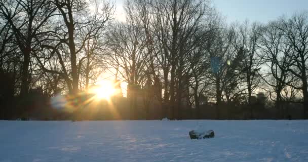 阳光在雪地的中央公园的树上闪耀 岩石上躺着一个小雪人 — 图库视频影像
