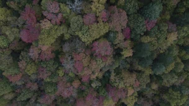 Αεροφωτογραφία Των Δέντρων Στο Δάσος Κατά Διάρκεια Του Φθινοπώρου — Αρχείο Βίντεο