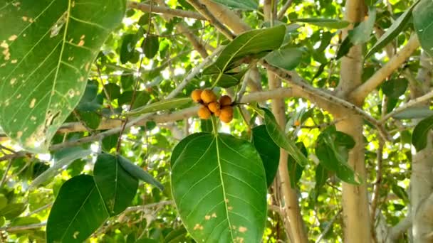 Ένα Βίντεο Από Ένα Δέντρο Banyan Πράσινα Φύλλα Και Φρούτα — Αρχείο Βίντεο
