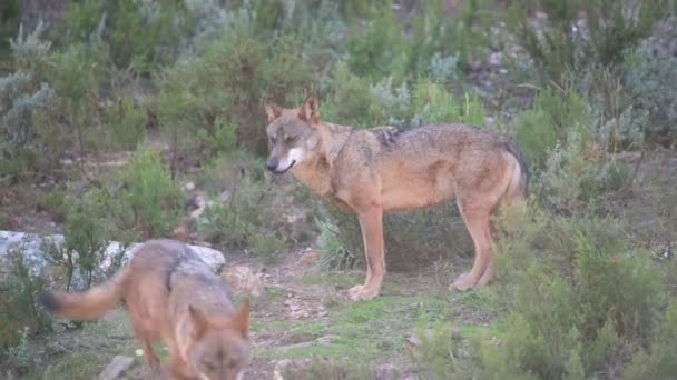 Ein Der Iberischen Wölfe Canis Lupus Signatus — Stockvideo