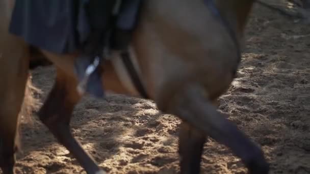 特写马和一个人在上面跑的特写 — 图库视频影像