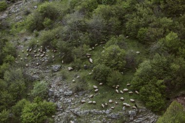 Yeşil vadide gezinen koyun sürüsünün havadan görünüşü