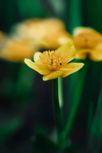 Tiro Close Vertical Uma Flor Buttercup Amarelo Florescendo — Fotografia de Stock
