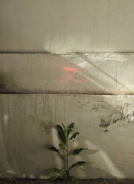 Duvarın önünde kırmızı ışığı olan yalnız bir bitki.