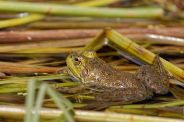 Kurbağa ıslak çimenlerde oturuyor.