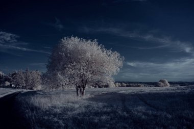 Gökyüzünün altındaki karlı ağaçlarla dolu bir manzara.