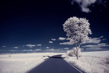 Gökyüzünün altındaki karlı ağaçlarla dolu bir manzara.