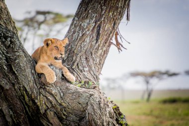 Afrika 'da, Tanzanya' da ağaçtaki bir aslanın yakın plan fotoğrafı.