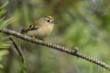 Bir ağaç dalındaki Goldcrest 'e yakın çekim.