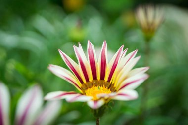 Baharda bahçede yetişen Afrikalı bir papatyanın yakın plan fotoğrafı.