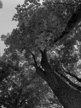 Bir lale ağacının dikey gri ölçekli düşük açılı görüntüsü