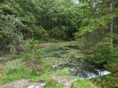 Ormandaki yemyeşil ağaçların arasından akan küçük bir dere.