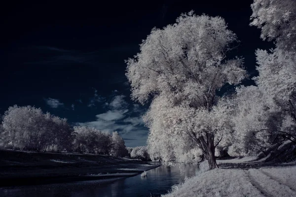 Gökyüzünün Altındaki Karlı Ağaçlarla Dolu Bir Manzara — Stok fotoğraf