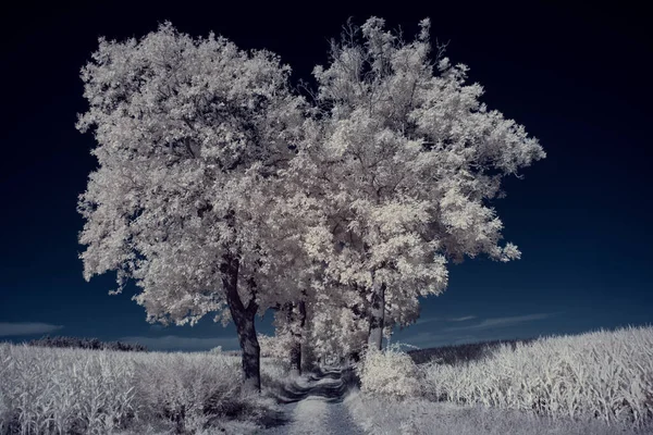 Uma Paisagem Com Árvores Nevadas Sob Céu Com Nuvens — Fotografia de Stock