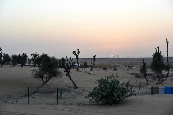 ドバイの木や砂丘があるAl Awir砂漠の周りの夕日アラブ首長国連邦 — ストック写真