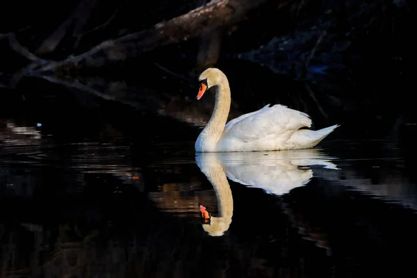 Plan Rapproché Cygne Blanc Nageant Dans Étang Réfléchissant Dans Eau — Photo