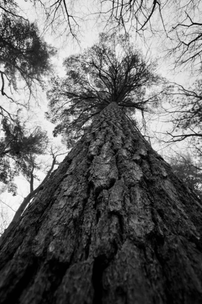 Plan Vertical Noir Blanc Arbre Bois Dans Une Zone Rurale — Photo
