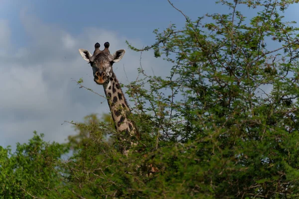 Close Uma Girafa Norte Serengeti Tanzânia — Fotografia de Stock