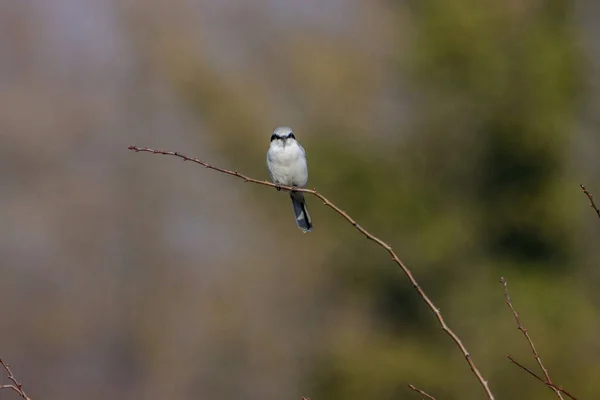 Close Pequeno Grande Shrike Cinza Único Ramo Com Fundo Embaçado — Fotografia de Stock