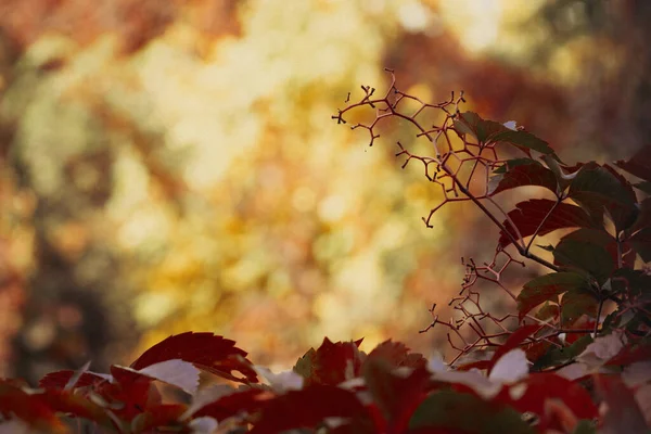 秋の終わりは庭の背景がぼやけています — ストック写真