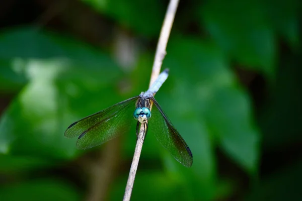 Closeup Shot Dragonfly Tiny Branch — Stock Photo, Image