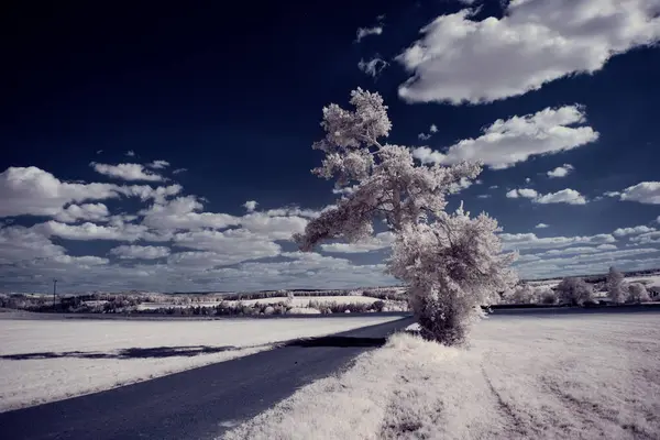 Eine Landschaft Mit Schneebedeckten Bäumen Unter Wolken — Stockfoto