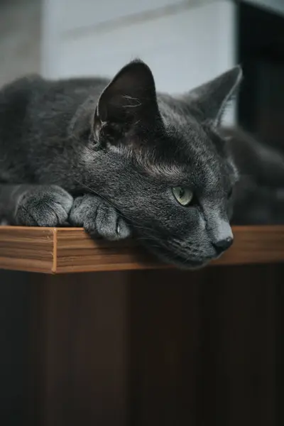 Ahşap Bir Masada Yatan Gri Şirin Bir Kedinin Yakın Plan — Stok fotoğraf