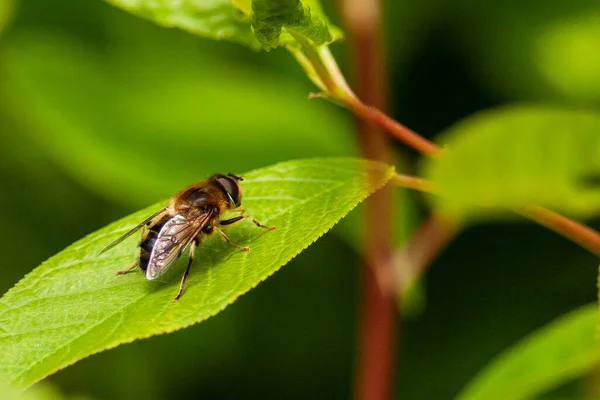 Eine Großaufnahme Einer Honigbiene Die Auf Dem Grünen Blatt Steht — Stockfoto