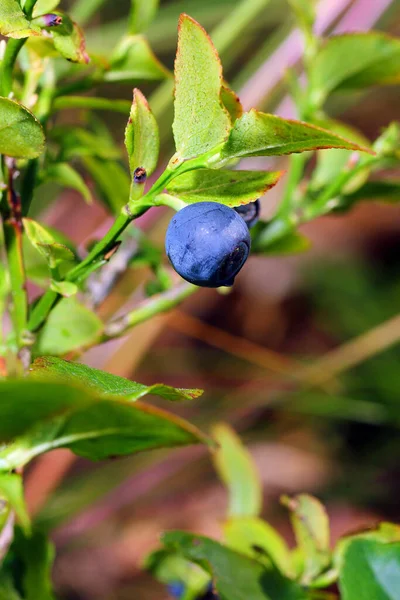 Eine Nahaufnahme Eines Blaubeerstrauches Mit Einer Einzigen Blaubeere Die Auf — Stockfoto