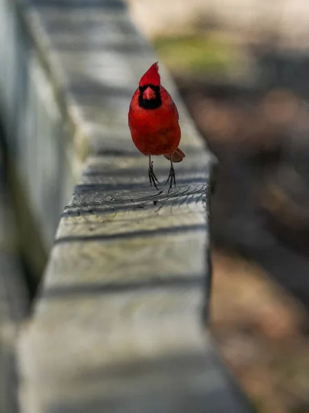 红雀在木制栅栏上垂直选择性地对着红鸟拍摄的镜头 — 图库照片